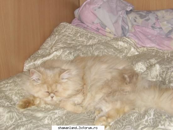 animals why love them, why hate them.....i luv them...i have kitty named szara: